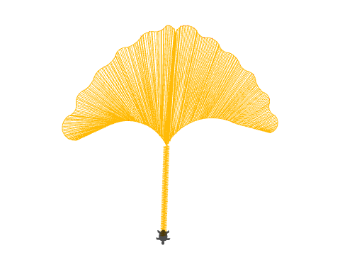 ginkgo