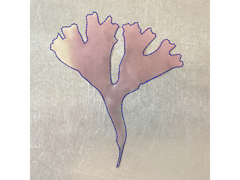 red irish moss