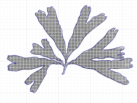 Serrated Wrack