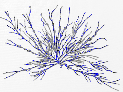 Fan seaweed