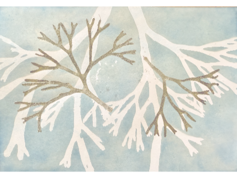 Tracing seaweed