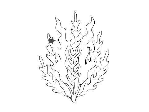 seaweed_traced